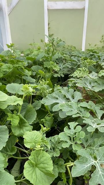 Прогноз на лето не сбылся(((