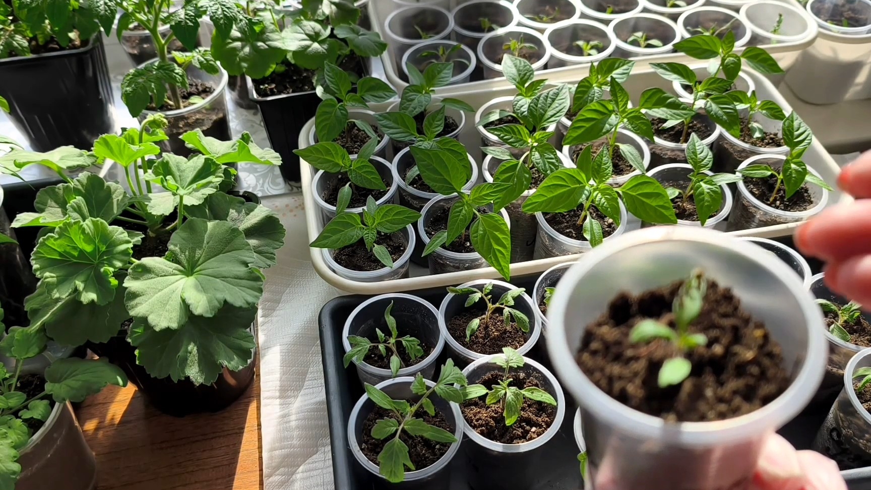 Занимаюсь рассадой томатов🍅 😊😊