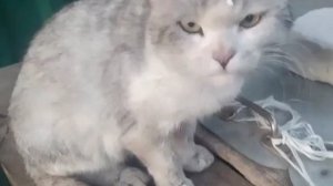 Кошка ест из ложки 😈😈😈