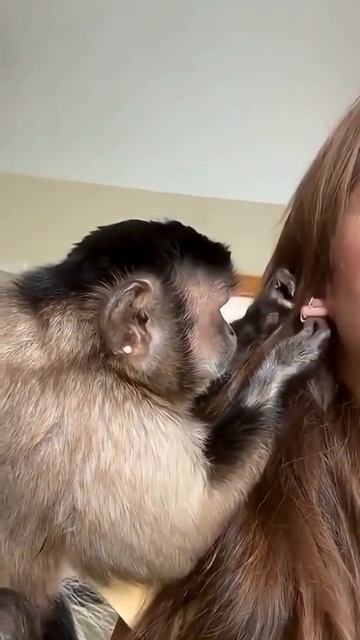 ASMR обезьянка уход за ушами #monkey #asmr #grooming #human #babymonkey