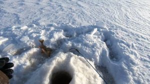 ВОТ ТАКАЯ ЗИМНЯЯ РЫБАЛКА, РАНЬШЕ БЫЛА)! ОКУНИ ИЗ ЛУНКИ ДОСТОЙНЫЕ ВЫХОДИЛИ НА ДАЛЁКОМ И ДИКОМ ОЗЕРЕ!