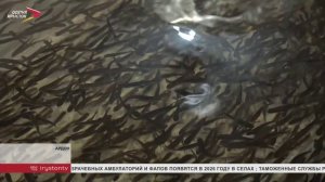 Ардонская форель: как выращивают миллионы мальков