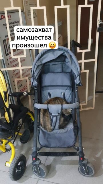 На видео сразу два малыша ищут маму: один за кадром, а второй в коляске