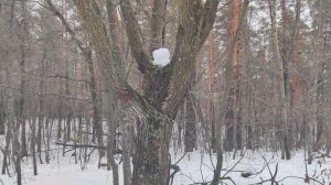 Весна идёт!!!