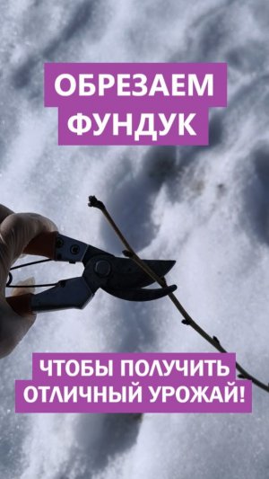 Лучшая обрезка фундука на плодоношение!