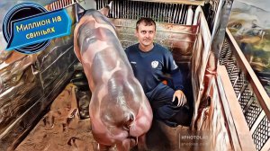 ‼️Искусственное осеменение свиноматки‼️внутриматочным катетером‼️