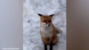 Лиса вышла на трассу к туристам на горнолыжном курорте в Сочи