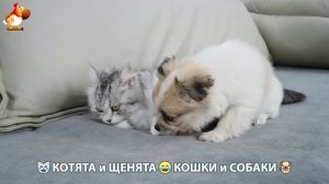 Котята и щенята 🐈🐶 Кошки и собаки 🤗 Про животных (4)