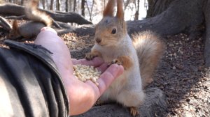 Не узнал копию Толстой