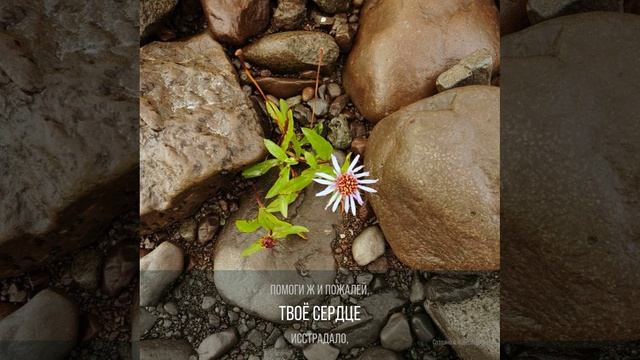 Цветок Т.Гримблит