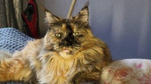 Говорят НЕЛЬЗЯ /Про кошку и Не Только