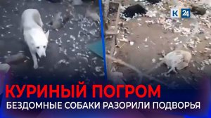 В Ейском районе отловят агрессивных собак, убивающих домашних птиц и кроликов