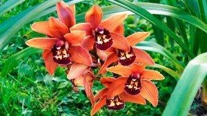 Орхидея Цимбидиум: пересадка с комментариями