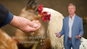 5 главных ошибок начинающего птицевода | Чек-лист для новичков