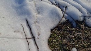 ЧИЩУ КУСТЫ МАЛИНЫ