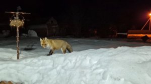 {1249) Лиса приходит в гости. Март 2026