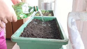 Сажаю микрозелень