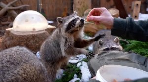 Банда енотов проснулась в Московском зоопарке после зимней спячки: видео