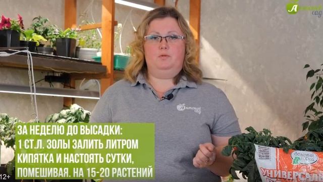 Томаты от посева до урожая