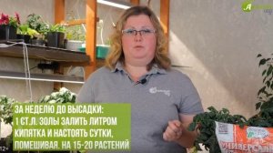 Томаты от посева до урожая