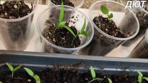 Моя рассада помидор и перца.