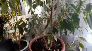 УХАЖИВАЮ ЗА КОМНАТНЫМИ РАСТЕНИЯМИ.