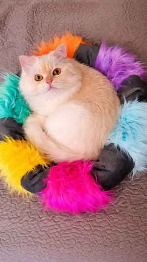 Он не стал цветным… он вспомнил себя. Я просто положила его сюда. Это не обычная  лежанка - это ..