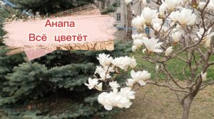 Анапа цветёт