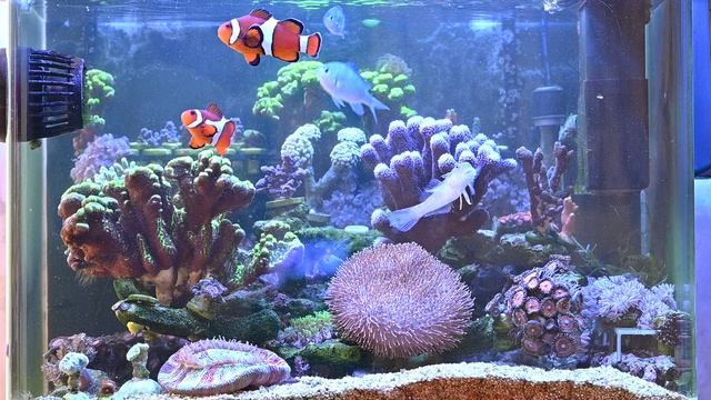 Мои морские рыбки 3