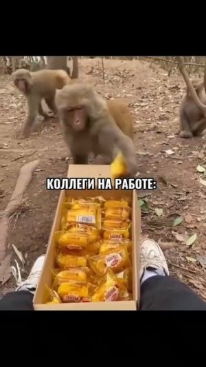 Коллеги на работе