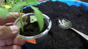 Пикировка переросшей рассады томатов "СПИРАЛЬЮ" и "ВПРИСЯДКУ" исправит положение.