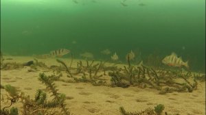 Подлёдный мир Усть-Илимского водохранилища