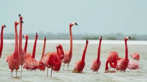 #Коран#АльБакъара#СамыеКрасивыеМеста#Relaxation##Islam#Quran#AlBaqarah'#Minshawiy #4кВидео#42часть#