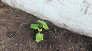 обогрев рассады ранней весной в теплице, Я заморозков не боюсь!