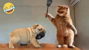 Смешные и забавные животные 😻😺 Лучшие приколы с животными 🐶 Подборка забавных животных