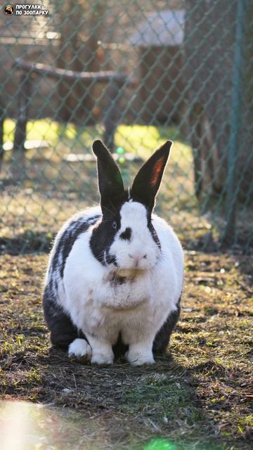 Кролик на поляне. Ленинградский зоопарк