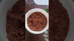 формирование петунии для пышного цветения, заодно укоренила черенки, которые отщипнула