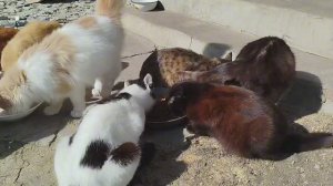 Обзор котосемейства 😽😺😽🤗