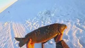 И ВОТОН ОН!!! САЗАН на хапуги в глухозимье!!!