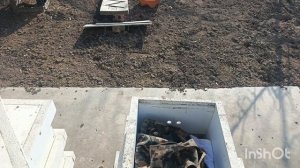 Пробую давать медовую сыту.