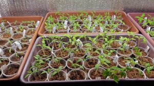 Как растет моя рассада? Как сохранить семена? Как ухаживать? Когда пикировать? Нужны ли лампы? 20.03