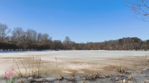 Покровское-Стрешнево. Утки. Огари. Кряквы. Первые почки. Ива пробудилась. Весна в городе. Март 2026