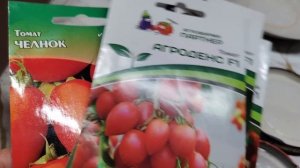 Пикирую рассаду астры. Астры много не бывает. Сею томаты. #рассада #огородныедела