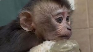 Вместо мамы: брошенный детеныш макаки в Ленинградском зоопарке не расстается с варежкой