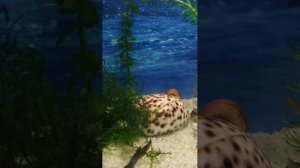 Аквариумная жизнь.