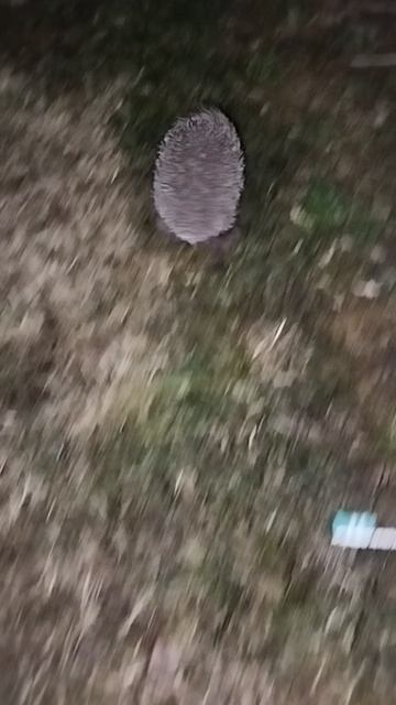 Ночной гость. 24.03.26г.