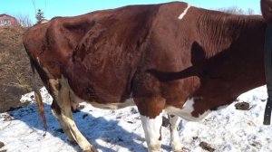 Весна пришла , проблемы остаются .