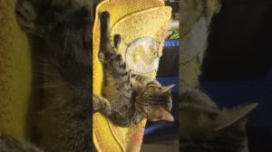 ГЛЕБ ТВОЕЙ ЭРЕ КАПЕЦЦЦЦЦЦЦЦЦЦ! 🤣🤣😈😈😈😈😈😈😈😈😈😈😈😈😈😈😈😈😈