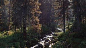 ТАЙГА. ОСТОРОЖНО В ТАЙГЕ. Сборник Историй про Лесных Существ