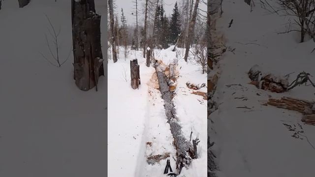 буран заготовка дров.